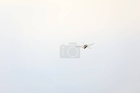 Photo for Mythidae insects on the water surface - Royalty Free Image