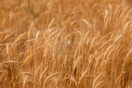 Téléchargez les photos : Épis matures de blé dans le champ - en image libre de droit
