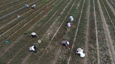 Téléchargez les photos : Comté de Luannan, Chine - 20 juin 2019 : Le jardinier laboure et désherbe dans la pépinière de roses, comté de Luannan, province du Hebei, Chin - en image libre de droit