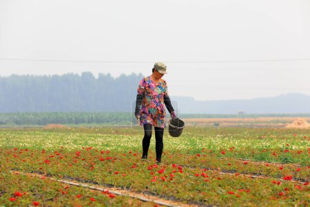 Téléchargez les photos : Comté de Luannan, Chine - 20 juin 2019 : Le jardinier laboure et désherbe dans la pépinière de roses, comté de Luannan, province du Hebei, Chin - en image libre de droit