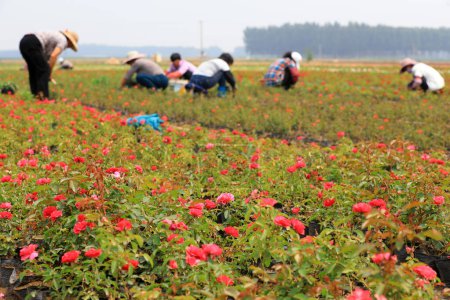 Foto de El jardinero arado y desmalezado en el vivero de rosas, Condado de Luannan, provincia de Hebei, China - Imagen libre de derechos