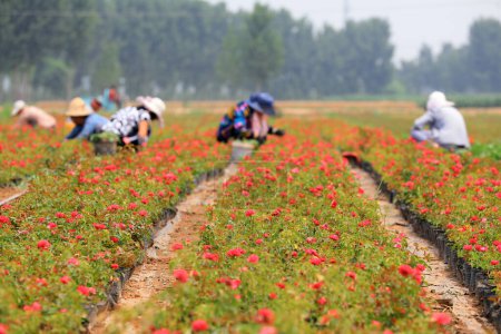 Téléchargez les photos : Le jardinier labouré et désherbé dans la pépinière de roses, comté de Luannan, province du Hebei, Chine - en image libre de droit