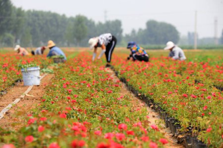 Téléchargez les photos : Le jardinier labouré et désherbé dans la pépinière de roses, comté de Luannan, province du Hebei, Chine - en image libre de droit