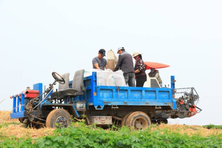 Foto de Condado de Luannan, China - 20 de junio de 2019: La cosechadora cosechó trigo en el campo, Condado de Luannan, provincia de Hebei, China - Imagen libre de derechos