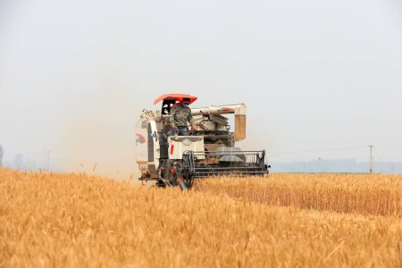 Téléchargez les photos : Comté de Luannan, Chine - 20 juin 2019 : La moissonneuse a récolté du blé dans le champ, comté de Luannan, province du Hebei, Chine - en image libre de droit