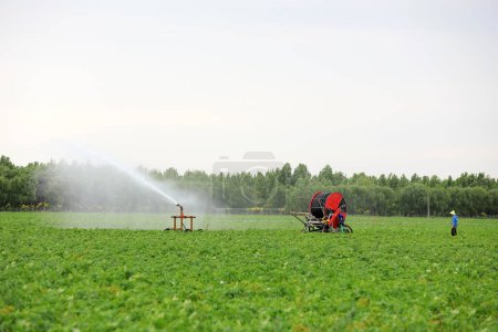 Téléchargez les photos : Installations d'irrigation par gicleurs dans les pommes de terre irriguées, Chine du Nord - en image libre de droit