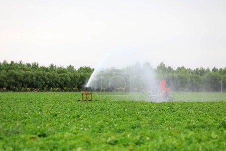 Photo for Sprinkler irrigation facilities in irrigated potatoes, North China - Royalty Free Image