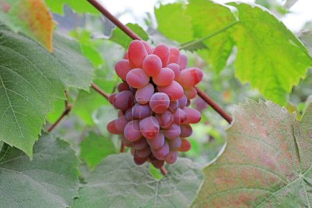 Téléchargez les photos : Raisins matures sur vignes, Chine du Nord - en image libre de droit