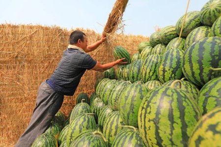 Téléchargez les photos : Comté de Luannan, Chine - 26 juin 2019 : Un agriculteur met des pastèques dans des voitures, comté de Luannan, province du Hebei, Chine. La pastèque est la principale culture cultivée par les agriculteurs locaux. - en image libre de droit