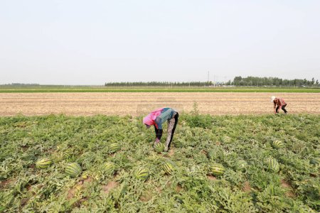 Téléchargez les photos : Comté de Luannan, Chine - 26 juin 2019 : Des agriculteurs récoltent des pastèques dans une ferme, comté de Luannan, province du Hebei, Chine. - en image libre de droit