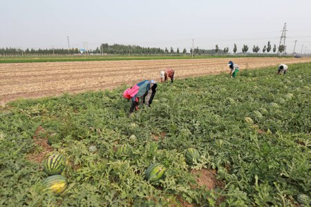 Photo for Luannan County, China - June 26, 2019: Farmers are harvesting watermelons on a farm, Luannan County, Hebei Province, China. - Royalty Free Image