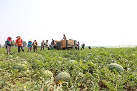Foto de Condado de Luannan, China - 26 de junio de 2019: Los agricultores están cosechando sandías en una granja, Condado de Luannan, provincia de Hebei, China. - Imagen libre de derechos