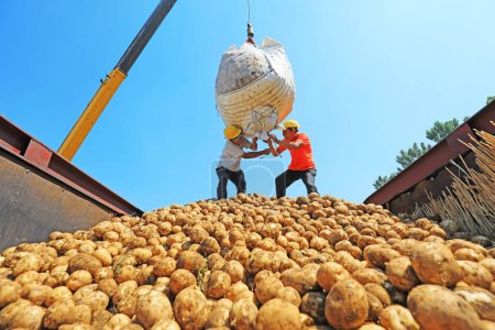 Téléchargez les photos : Comté de Luannan, Chine - 3 juillet 2019 : Les agriculteurs utilisent des grues pour transporter des pommes de terre, comté de Luannan, province du Hebei, Chine. - en image libre de droit