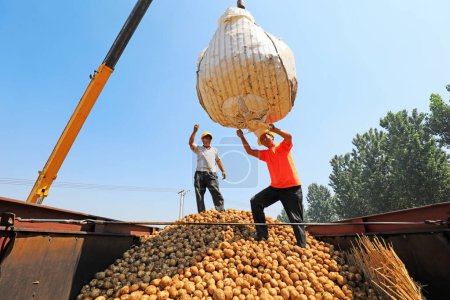 Foto de Condado de Luannan, China - 3 de julio de 2019: Los agricultores utilizan grúas para transportar patatas, Condado de Luannan, provincia de Hebei, China. - Imagen libre de derechos