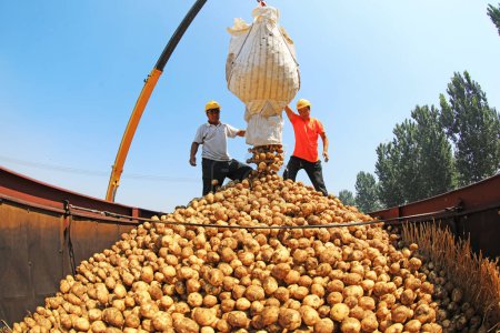 Photo for Luannan County, China - July 3, 2019: Farmers use cranes to transport potatoes, Luannan County, Hebei Province, China. - Royalty Free Image