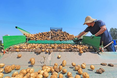 Photo for Luannan County, China - July 3, 2019: Farmers use machinery to screen potatoes, Luannan County, Hebei Province, China. China's agricultural mechanization level has gradually improved, and many agricultural machinery are used in agricultural productio - Royalty Free Image