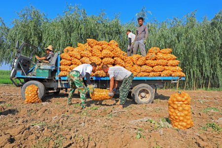 Téléchargez les photos : Comté de Luannan, Chine - 3 juillet 2019 : Des agriculteurs expédient des pommes de terre vers des voitures de ferme, comté de Luannan, province du Hebei, Chine. - en image libre de droit