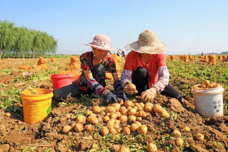 Foto de Condado de Luannan, China - 3 de julio de 2019: Los agricultores cosechan papas en los campos, Condado de Luannan, provincia de Hebei, China. - Imagen libre de derechos