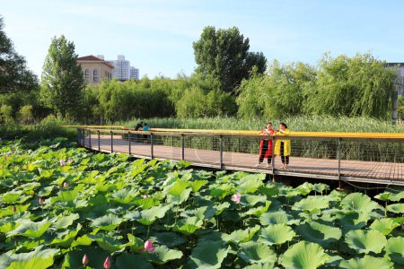 Téléchargez les photos : Comté de Luannan, Chine - 4 juillet 2019 : Deux femmes tirent des fleurs de lotus sur leur téléphone portable, comté de Luannan, province du Hebei, Chine. - en image libre de droit