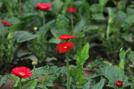 Foto de Crisantemo Flores en el jardín - Imagen libre de derechos