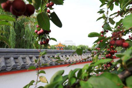 Téléchargez les photos : Le pommier est plein de fruits, Chine du Nord - en image libre de droit