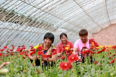 Foto de Condado de Luannan, China - 10 de julio de 2019: Los trabajadores reúnen flores de crisantemo africano en una granja de flores, Condado de Luannan, provincia de Hebei, China - Imagen libre de derechos