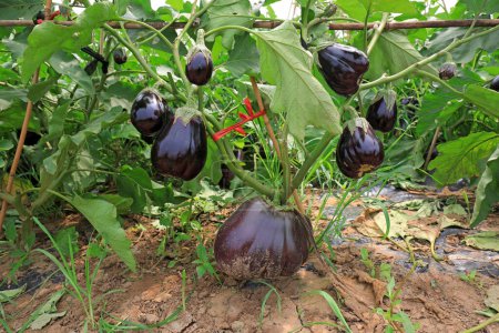 Photo for Big eggplant on the plant - Royalty Free Image