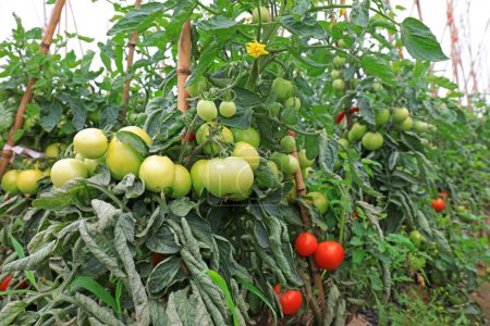 Photo for Tomatoes grow on plants in a farms - Royalty Free Image