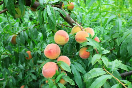 Photo for Fresh peaches grow on peach trees - Royalty Free Image