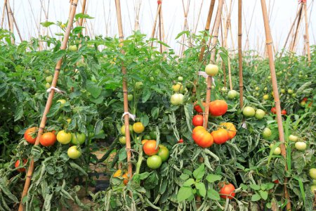 Foto de Los tomates crecen en las plantas en las granjas - Imagen libre de derechos