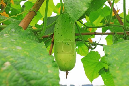 Photo for Cucumber is on a plant in a vegetable garden - Royalty Free Image