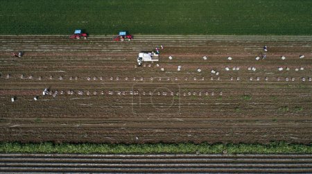 Foto de Los agricultores cosechan batata en una granja en el condado de Luannan, provincia de Hebei, China. Fotografías aéreas. - Imagen libre de derechos