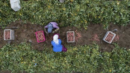 Foto de Trabajadores que cosechan batatas en una granja, Condado de Luannan, provincia de Hebei, China - Imagen libre de derechos