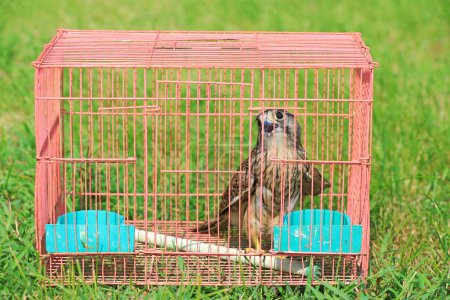 Photo for Young Falcon in a cage, Luannan County, Hebei Province, China - Royalty Free Image