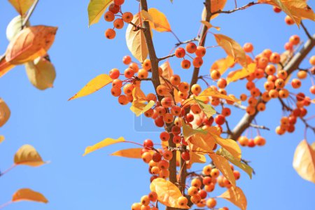 Téléchargez les photos : Begonia fruits sur les branches, Chine du Nord - en image libre de droit