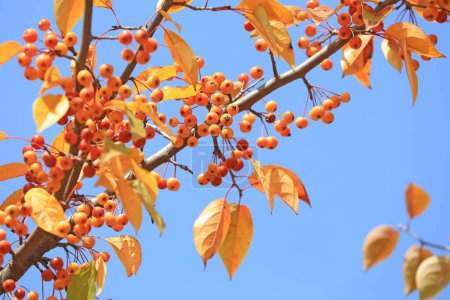 Foto de Fruta Begonia en ramas, norte de China - Imagen libre de derechos