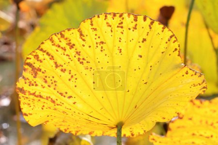 Foto de Hojas de loto en el estanque en otoño - Imagen libre de derechos