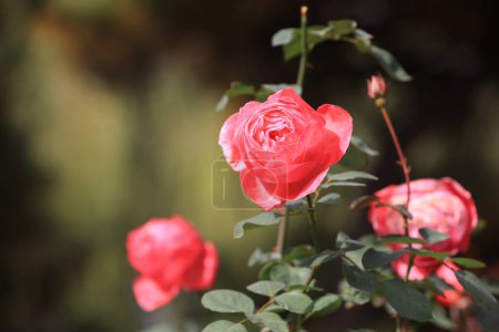 Photo for The blooming rose is in the garden - Royalty Free Image
