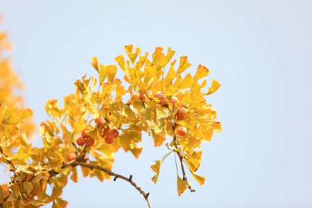 Foto de Ginkgo biloba, una planta medicinal china - Imagen libre de derechos