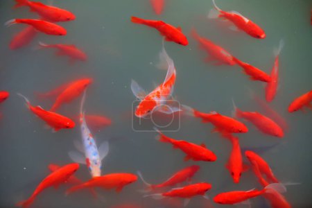 Téléchargez les photos : Koi rouge errent librement dans l'étang - en image libre de droit