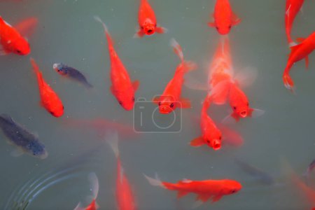 Téléchargez les photos : Koi rouge errent librement dans l'étang - en image libre de droit