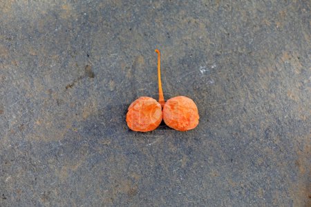 Téléchargez les photos : Ginkgo fruit, une plante médicinale chinoise - en image libre de droit