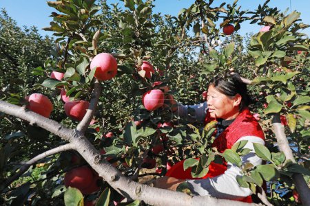 Foto de LUANNAN COUNTY, China - 29 de octubre de 2019: los agricultores cosechan manzanas en huertos, LUANNAN COUNTY, Hebei Province, China - Imagen libre de derechos