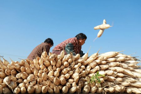 Téléchargez les photos : COMTÉ DE LUANNAN, province du Hebei, Chine - 31 octobre 2019 : Les agriculteurs chargent des navets sur la ferme. - en image libre de droit