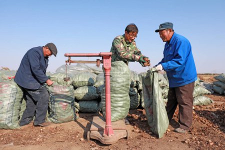 Téléchargez les photos : COMTÉ DE LUANNAN, province du Hebei, Chine - 5 novembre 2019 : Les agriculteurs pèsent les taros et les emballent à la ferme. - en image libre de droit