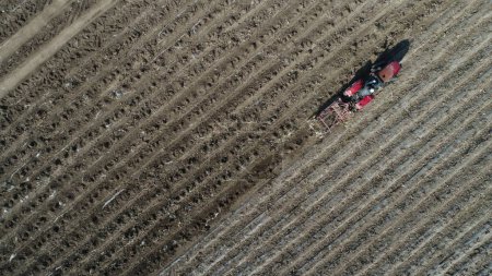 Téléchargez les photos : Les agriculteurs utilisent des tracteurs pour récolter des taros à la ferme, North Chin - en image libre de droit
