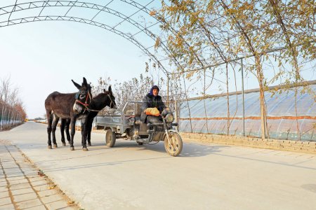 Photo for LUANNAN COUNTY, Hebei Province, China - November 16, 2019: Farmers drive agricultural vehicles with donkeys in the countryside. - Royalty Free Image
