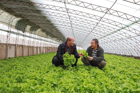 Téléchargez les photos : COMTÉ DE LUANNAN, Province du Hebei, Chine - 21 novembre 2019 : Les agriculteurs dans la serre de production et de travail. - en image libre de droit