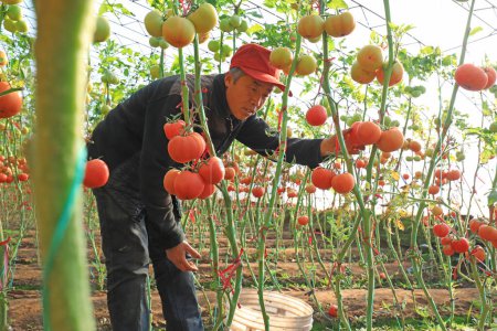 Foto de CONDADO DE LUANNAN, provincia de Hebei, China - 8 de enero de 2020: Los agricultores están cosechando tomates en invernaderos. - Imagen libre de derechos