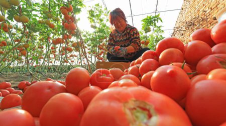 Téléchargez les photos : COMTÉ DE LUANNAN, province du Hebei, Chine - 8 janvier 2020 : Les agriculteurs récoltent des tomates en serre. - en image libre de droit